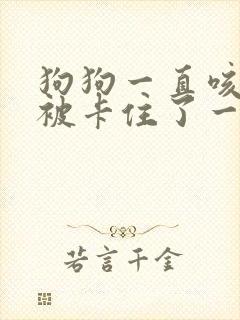 狗狗一直咳嗽像被卡住了一个多星期