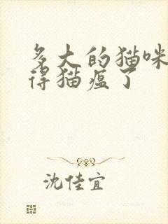 多大的猫咪就不得猫瘟了