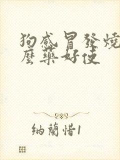 狗感冒发烧吃什么药好使