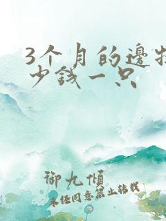 3个月的边牧多少钱一只