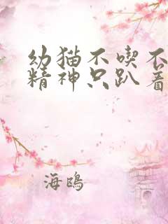 幼猫不吃不喝没精神只趴着怎么办