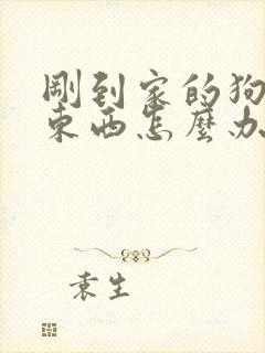 刚到家的狗不吃东西怎么办