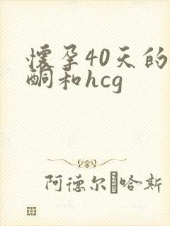 怀孕40天的孕酮和hcg