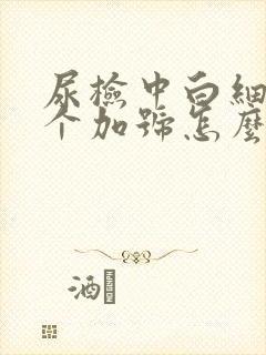 尿检中白细胞一个加号怎么回事