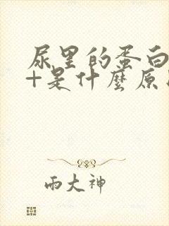 尿里的蛋白质2+是什么原因