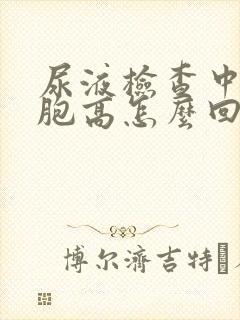 尿液检查中白细胞高怎么回事