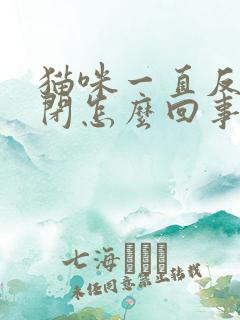 猫咪一直反复尿闭怎么回事