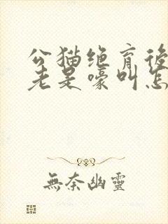 公猫绝育后还是老是嚎叫怎么办