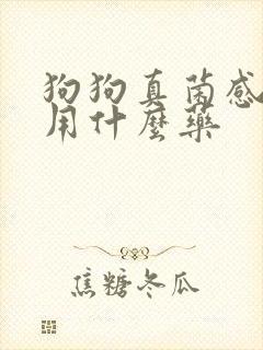 狗狗真菌感染治用什么药