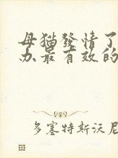 母猫发情了怎么办最有效的方法