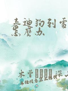 泰迪狗到处乱尿怎么办