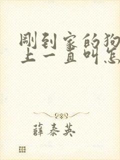 刚到家的狗狗晚上一直叫怎么办