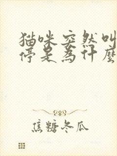 猫咪突然叫个不停是为什么