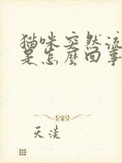 猫咪突然流眼泪是怎么回事