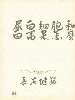 尿白细胞和尿蛋白高是怎么回事