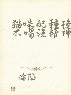 猫咪配种后不吃不喝没精神只趴着