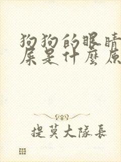 狗狗的眼睛有眼屎是什么原因