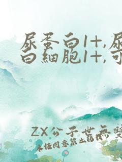 尿蛋白1+,尿白细胞1+,可能是什么问题