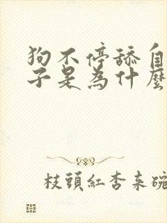 狗不停舔自己爪子是为什么