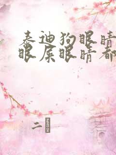 泰迪狗眼睛好多眼屎眼睛都睁不开