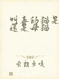 叫春的猫是公猫还是母猫