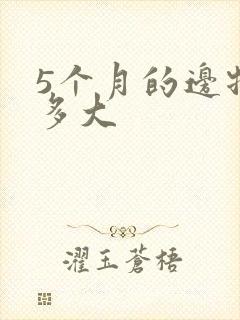 5个月的边牧有多大