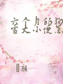 六个月的狗狗到处大小便怎么办?