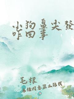 小狗鼻尖发干是咋回事