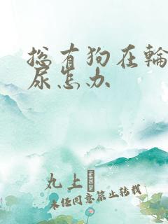 总有狗在轮胎撒尿怎办