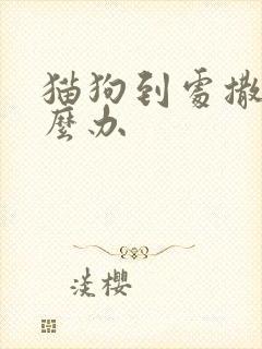 猫狗到处撒尿怎么办