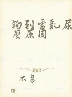 狗到处乱尿是什么原因