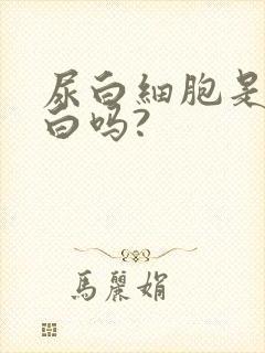 尿白细胞是尿蛋白吗?