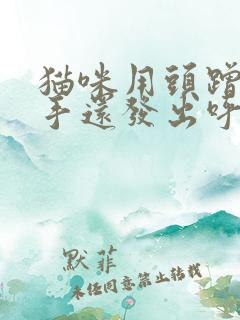 猫咪用头蹭你的手还发出呼噜的声音