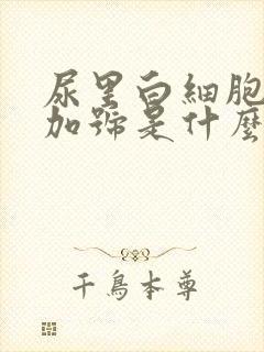 尿里白细胞3个加号是什么意思