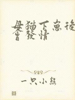 母猫下崽后多久会发情