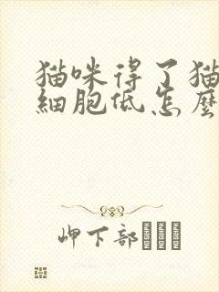 猫咪得了猫瘟白细胞低怎么办