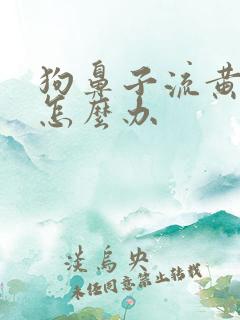 狗鼻子流黄鼻涕怎么办