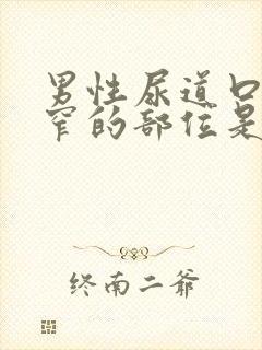 男性尿道口最狭窄的部位是