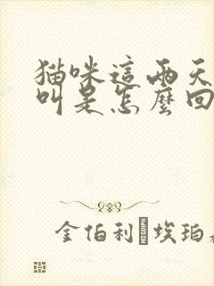 猫咪这两天老是叫是怎么回事