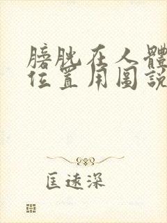 膀胱在人体什么位置用图说明