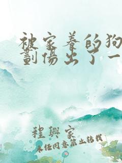 被家养的狗牙齿划伤出了一点血有事没