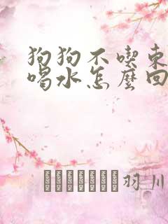 狗狗不吃东西光喝水怎么回事