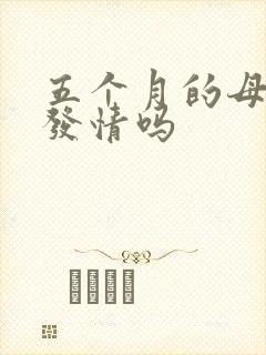 五个月的母猫会发情吗