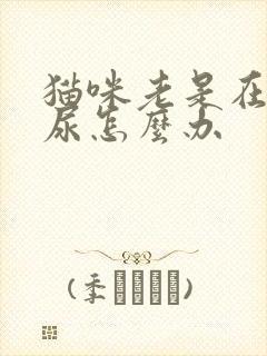 猫咪老是在床上尿怎么办