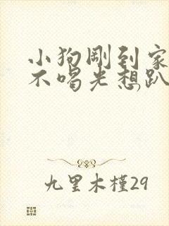 小狗刚到家不吃不喝光想趴着