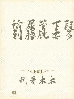 输尿管下段结石到膀胱要多久