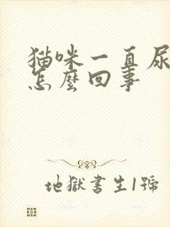 猫咪一直尿床上怎么回事