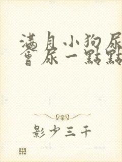 满月小狗尿频一会尿一点点