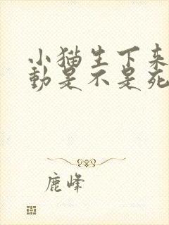 小猫生下来不会动是不是死了