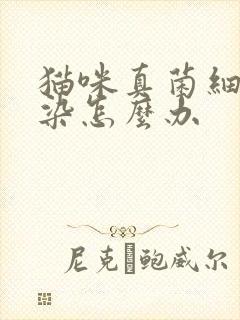 猫咪真菌细菌感染怎么办